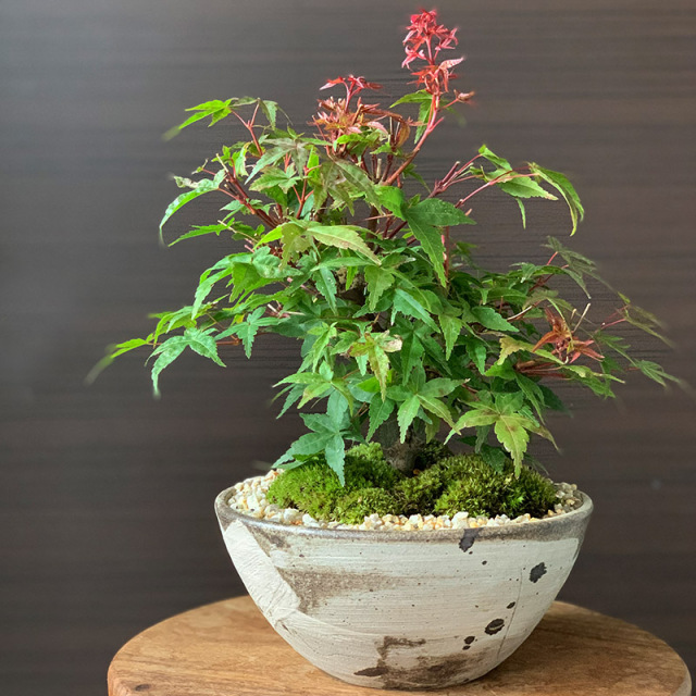 四季折々の変化を楽しむ 出猩々 でしょうじょう モミジの盆栽 刷毛目鉢 四季折々の変化を楽しむ 出猩々 でしょうじょう モミジの盆栽 刷毛目鉢