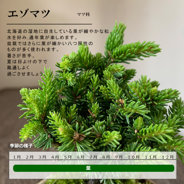エゾマツ