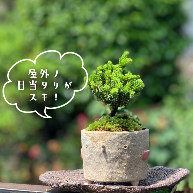 エゾマツ