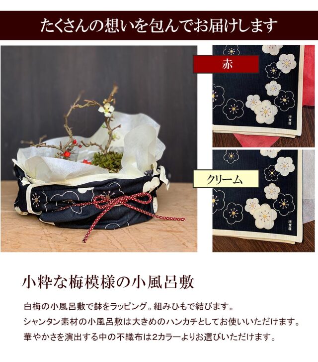 紅白長寿梅　盆栽