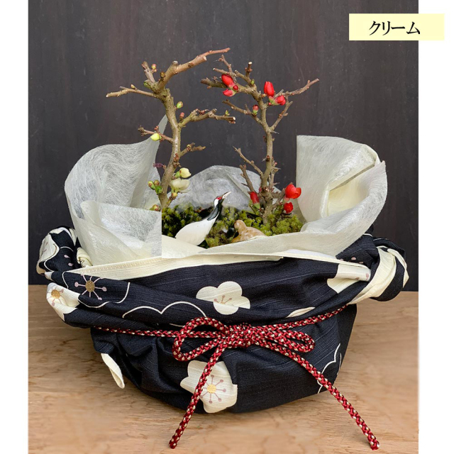 富貴と長寿 楽天市場】富貴蘭 風蘭 蘭 長寿楽 【現品】 チョウジュラク 2