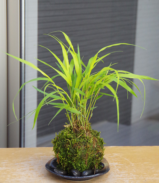 風知草苔玉2016m