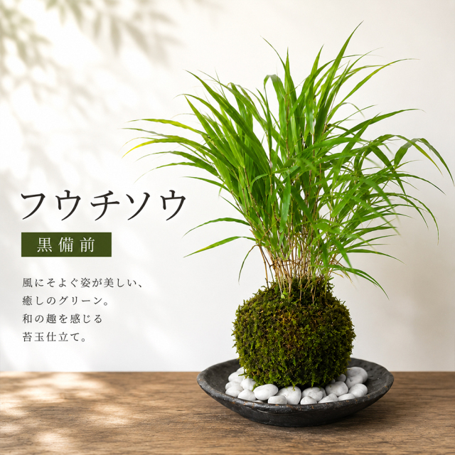 風を知らせる涼しげな草【風知草（フウチソウ）の苔玉・黒備前器セット】コケ玉　こけだま　こけ玉　ふうちそう