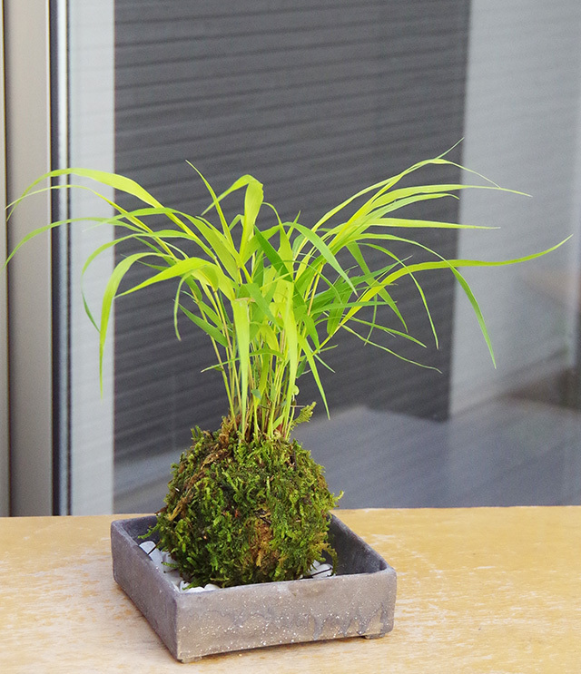 風知草苔玉焼締角器2016m