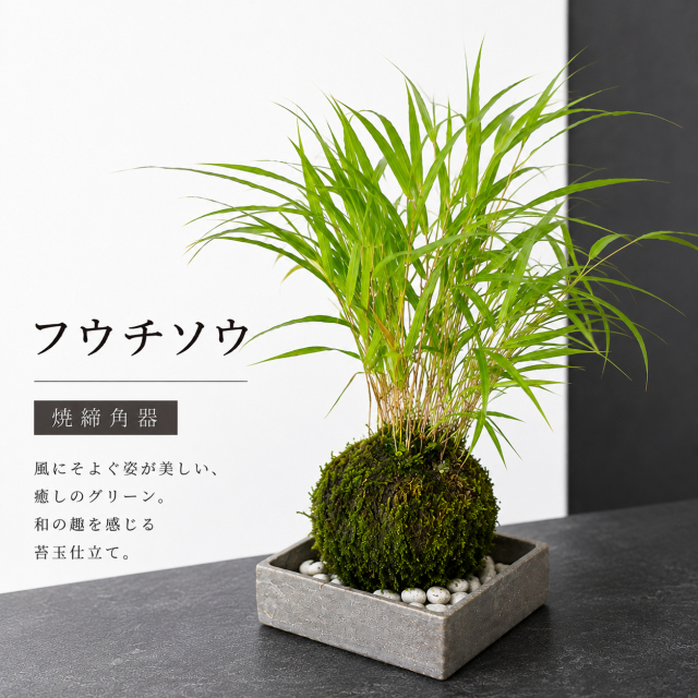 【冬は落葉します】風を知らせる涼しげな草【風知草（フウチソウ）の苔玉・焼締角器セット】コケ玉　こけだま　こけ玉　ふうちそう