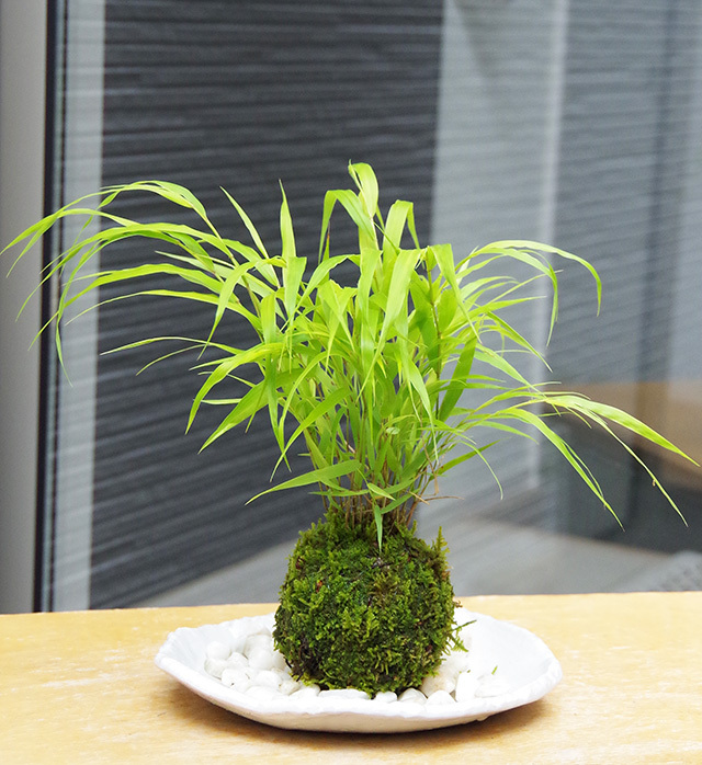 風知草苔玉楕円白粉引器2016m