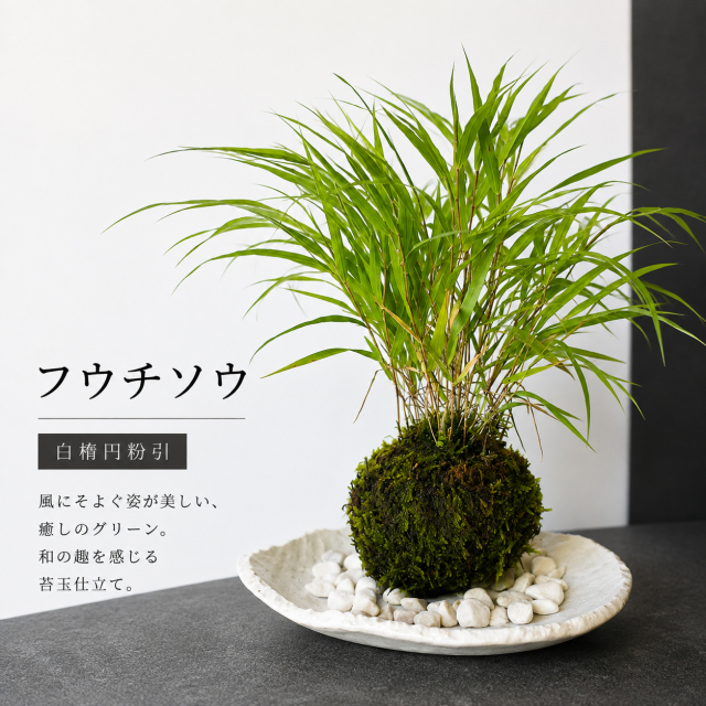風を知らせる涼しげな草【風知草（フウチソウ）の苔玉・楕円白粉引器セット】コケ玉　こけだま　こけ玉　ふうちそう