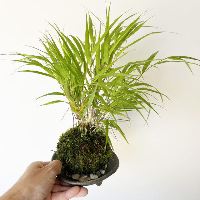 風を知らせる涼しげな草【風知草（フウチソウ）の苔玉・三つ足灰器セット】
