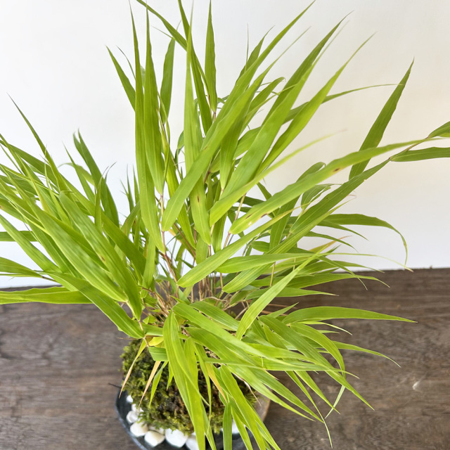 風を知らせる涼しげな草【風知草（フウチソウ）の苔玉・三つ足灰器セット】