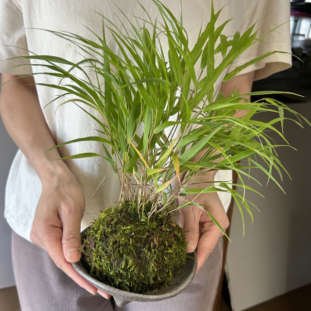 風を知らせる涼しげな草【風知草（フウチソウ）の苔玉・三つ足灰器セット】