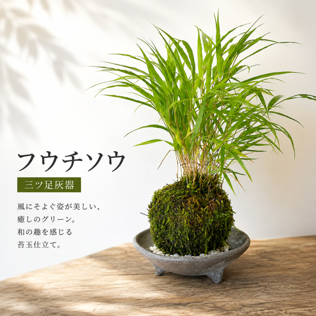 風を知らせる涼しげな草【風知草（フウチソウ）の苔玉・三つ足灰器セット】コケ玉　こけだま　こけ玉　ふうちそう