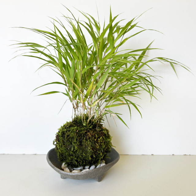 風を知らせる涼しげな草【風知草（フウチソウ）の苔玉・三つ足灰器セット】