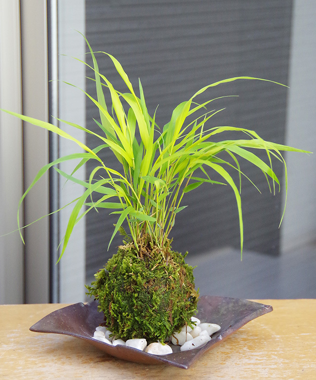風知草苔玉金山焼2016m