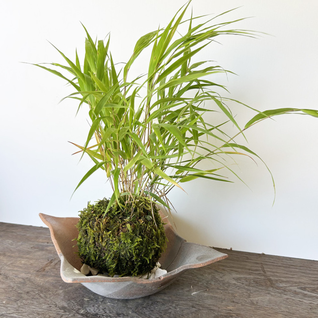 風を知らせる涼しげな草【風知草（フウチソウ）の苔玉・焼締茶器セット】コケ玉　こけだま　こけ玉　ふうちそう