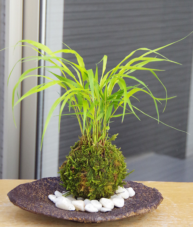 風知草苔玉くらま岩器2016m