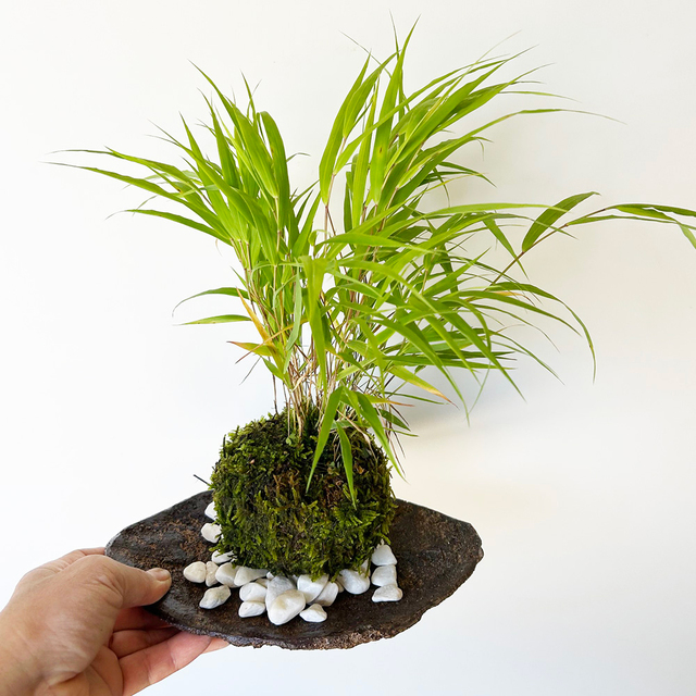 風を知らせる涼しげな草【風知草（フウチソウ）の苔玉・くらま岩器セット】