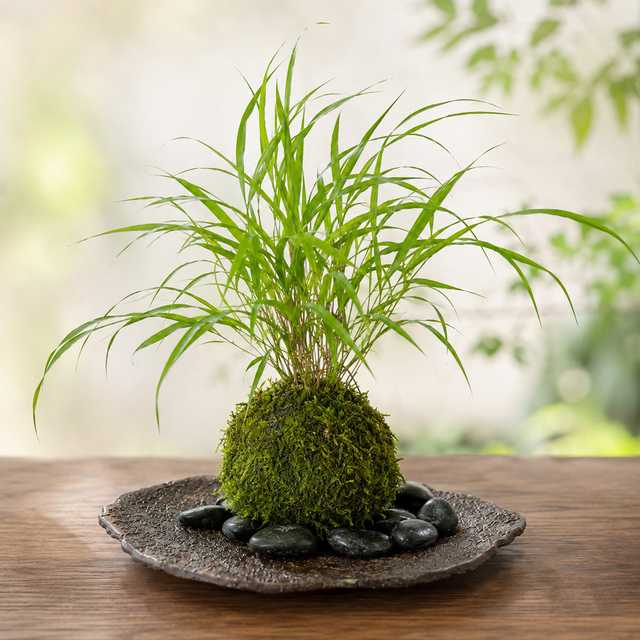 風を知らせる涼しげな草【風知草（フウチソウ）の苔玉・くらま岩器セット】コケ玉　こけだま　こけ玉　ふうちそう