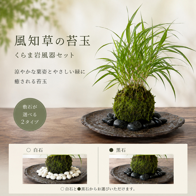 風を知らせる涼しげな草【風知草（フウチソウ）の苔玉・くらま岩器セット】