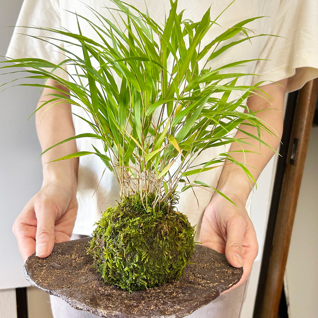 風を知らせる涼しげな草【風知草（フウチソウ）の苔玉・くらま岩器セット】