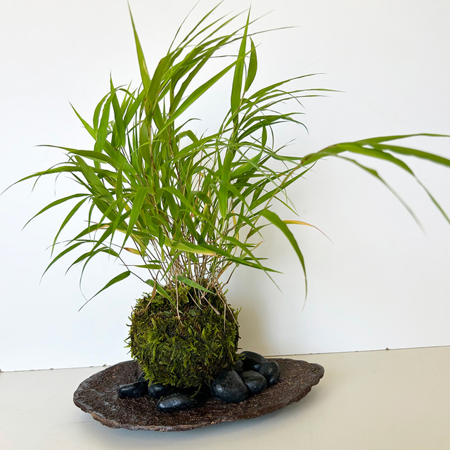 風を知らせる涼しげな草【風知草（フウチソウ）の苔玉・くらま岩器セット】