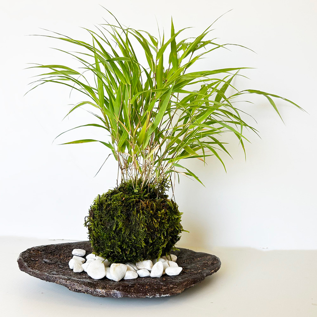 風を知らせる涼しげな草【風知草（フウチソウ）の苔玉・くらま岩器セット】