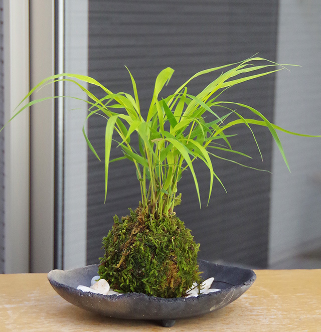 風知草苔玉炭化焼締鉢2106m