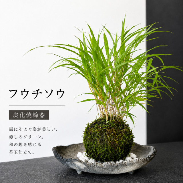 風を知らせる涼しげな草【風知草（フウチソウ）の苔玉・炭化焼締器セット】コケ玉　こけだま　こけ玉　ふうちそう