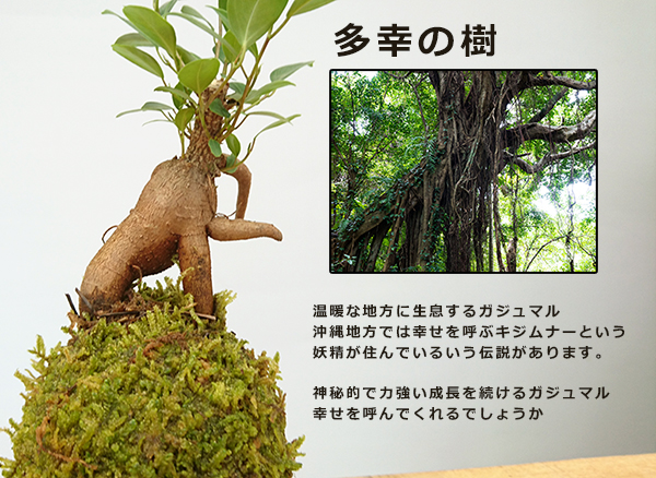 ガジュマル
