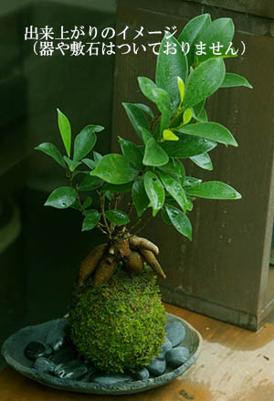 ガジュマル苔玉キット2013c