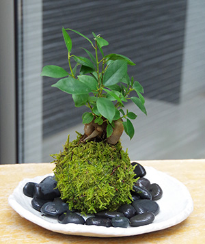 ガジュマル苔玉楕円白粉引器2016c