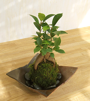 ガジュマル苔玉2016焼締茶器c