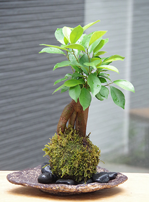 ガジュマル苔玉くらま岩器2014c
