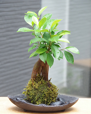 ガジュマル苔玉炭化焼締鉢2014c