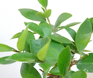 ガジュマル鉢植え茶2015b