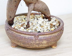 ガジュマル鉢植え茶2015f