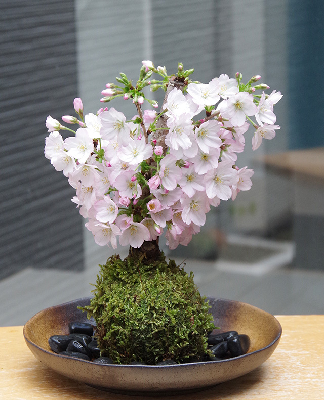 御殿場桜苔玉2016