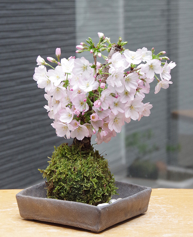 御殿場桜苔玉焼締角器2016