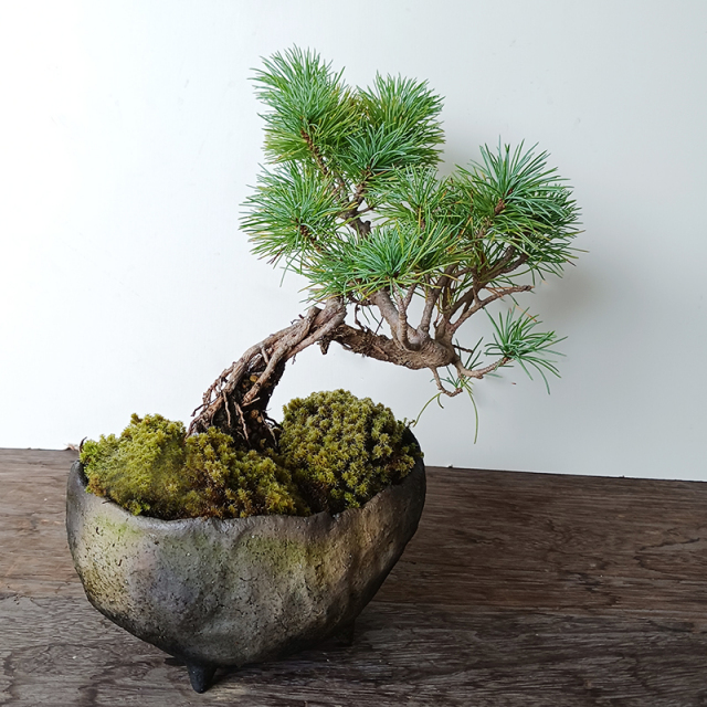 五葉松 盆栽 真山茜 炭化焼締鉢 盆栽 ぼんさい ボンサイ bonsai bonsaiart ミニ盆栽 小品盆栽 五葉松 goyoumatu 松 matu
