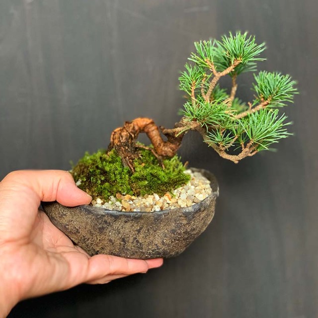 五葉松 盆栽　くらま