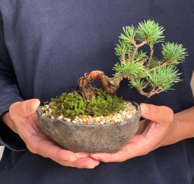 五葉松 盆栽　くらま
