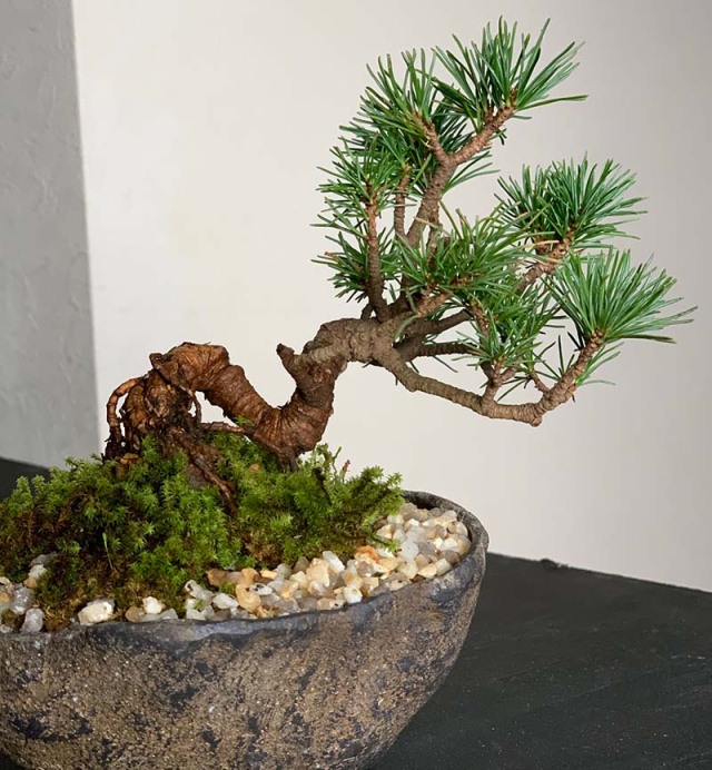 五葉松 盆栽　くらま