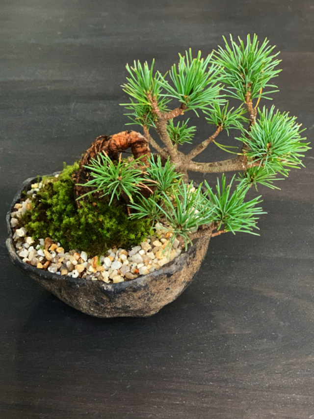 五葉松 盆栽　くらま