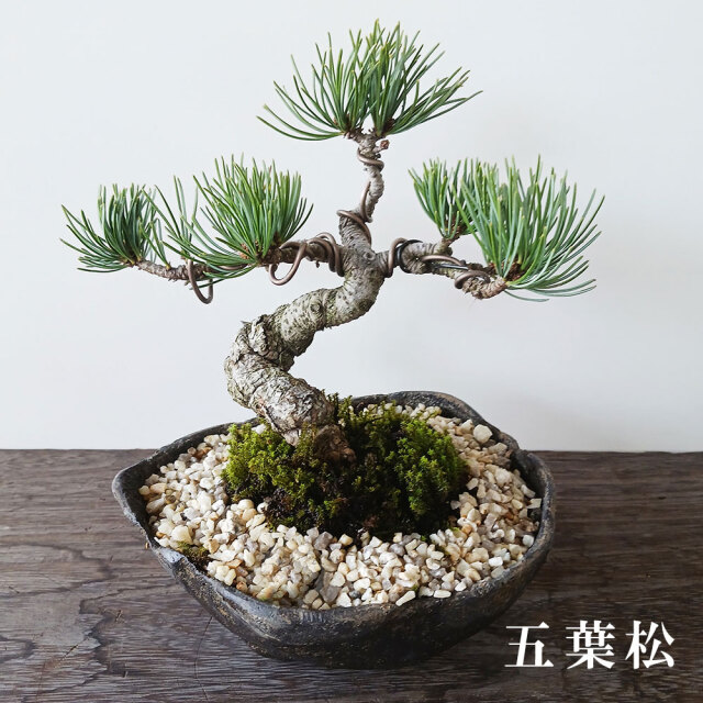 八房五葉松