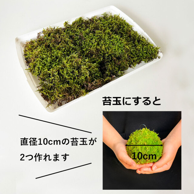 ハイゴケシート 31×23cm 箱入り ボックス 大きめ 苔玉作り こけだま