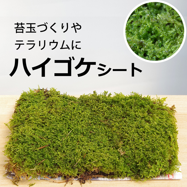 ハイゴケ　10枚 送料込み　11,000 円40㎝✖︎30㎝ ハイゴケ 10枚 送料込み 11,000 円40㎝✖︎30㎝ ハイゴケ【箱詰め】
