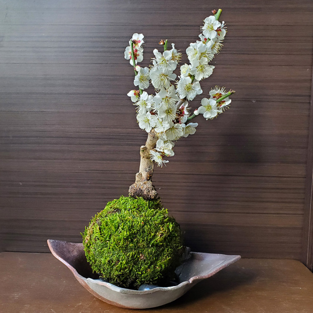 白梅　苔玉