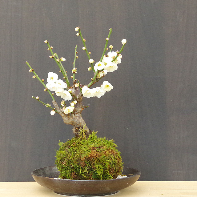 白梅苔玉20170128ｍ