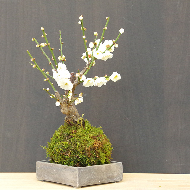 白梅苔玉20170128焼締角器m