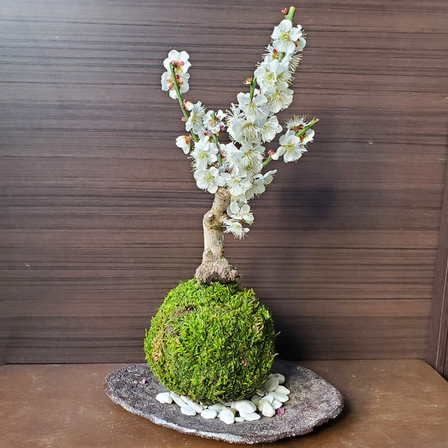 白梅　苔玉