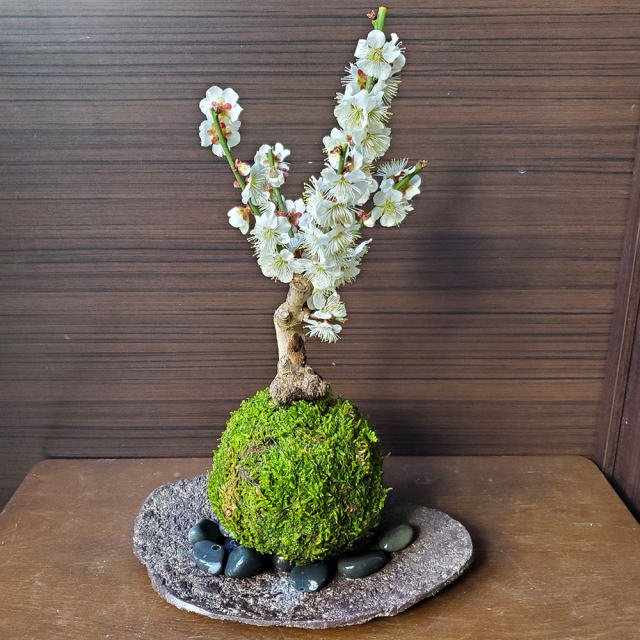 白梅　苔玉